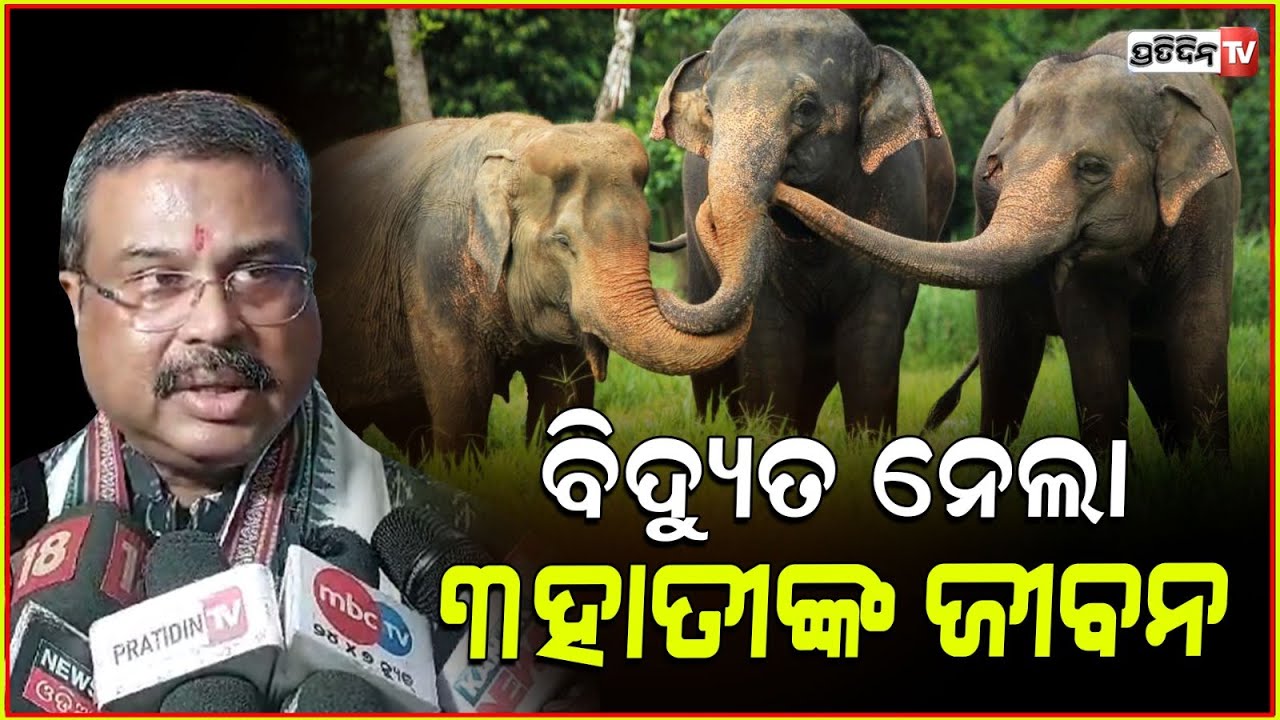୩ ଗଜରାଜଙ୍କ ଜୀବନ ନେଲା ବିଦ୍ୟୁତ୍ ତାର !3 Elephants Die Of Electrocution After Walking Into Electric Trap