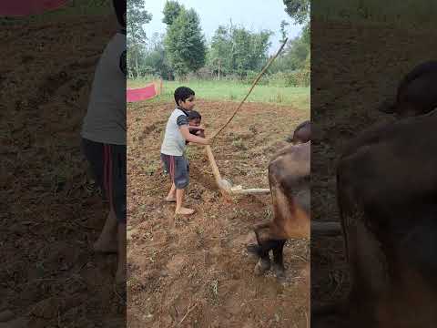 यह किसान घर का बच्चा हर चला रहा है