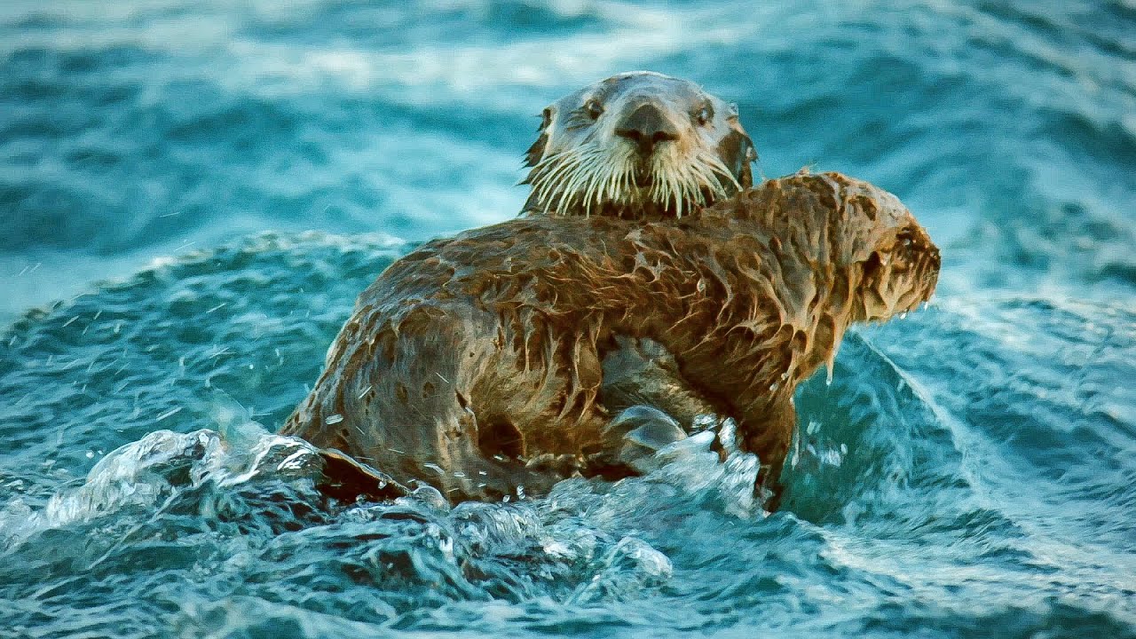 Sea Otters Hold Hands To Survive The Dangers Of The Open Ocean BBC Earth