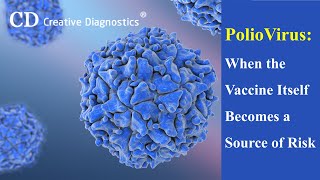 PolioVirus  When the Vaccine Itself Becomes a Source of Risk