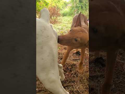 #like #love #youtubeshorts #malinois #puppy #animals #subscribe #cute #shorts