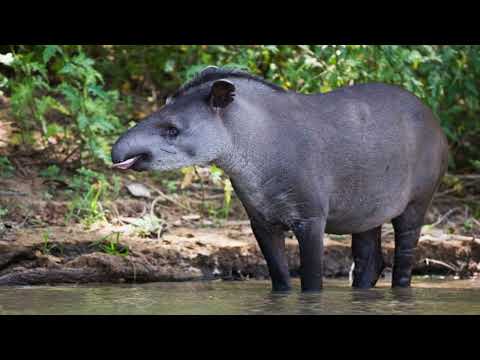 Tapir sudamericano reaparece después de 100 años en la naturaleza