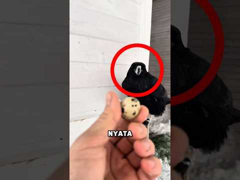 burung paling cerdas di dunia!