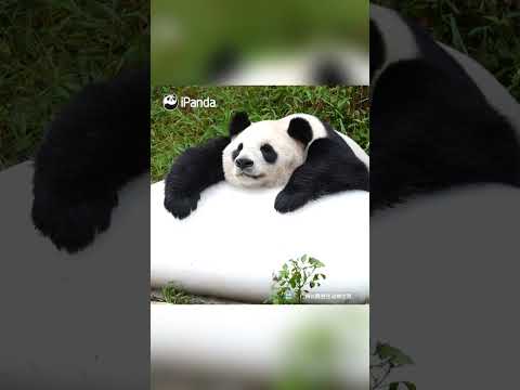 This Panda Is Literally On Cloud Nine Just Lying There | iPanda #shorts