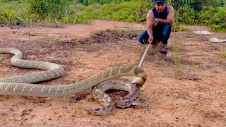 INILAH REAKSI KING COBRA BESAR GOLDEN PETIR SAAT DI HADAPKAN PYTHON BUNTET..!!! 