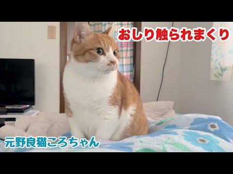 おしりを触りまくられる元野良猫ころちゃん