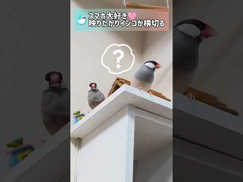 スマホ大好きセキセイインコがカメラ前を横切る！ #文鳥 #セキセイインコ #birds #shorts