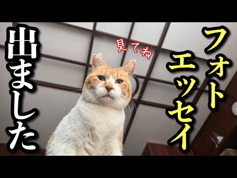 猫の動画サムネイル - フォトエッセイ発売記念ライブ「元野良猫チャチャの毎日」