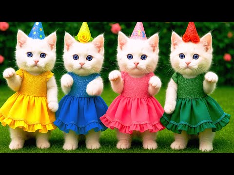 बिल्ली  डांस,💃| Cutest Cat videos funny dance 🤣 💃 Videos for cats #funny #dancingcat #cat #kitten