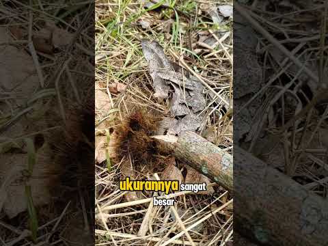 Ulat bulu besar anggora #ulat #adventure #sibolang #petualangan #belajar #anakanak