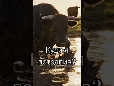 Бик не зрозумів куди потрапив! #бик #бики #bulls #animals #тварини #cow #funnyanimals #zoo #bull