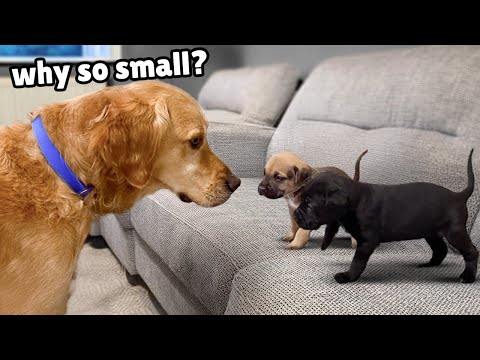 Golden Retriever Meets 4 Week Old Rescue Puppies