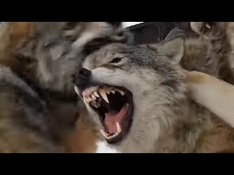 Wolves fighting