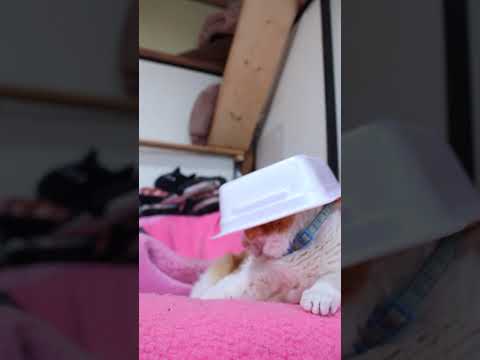猫の動画サムネイル - 四角帽　250601　#のせ猫　 #cat #ネコ #ねこ #猫のいる暮らし #cute #猫のいる生活