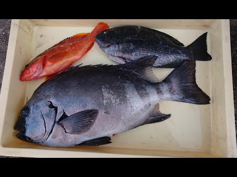 092【エビでタイを釣る?!イシダイ50cm】手漕ぎボート釣り＠葉山20200106