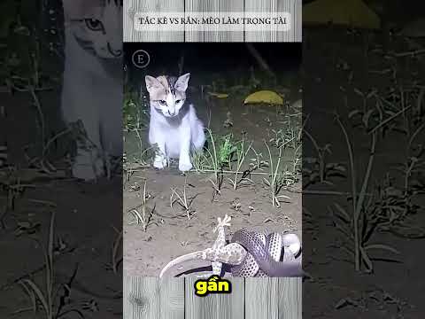 TẮC KÈ vs RẮN: MÈO LÀM TRỌNG TÀI