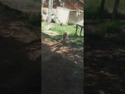 Conducta estereotipada #datoscurisos #sabiasque #michis #lomitos #perritos #zoológicos #zoo