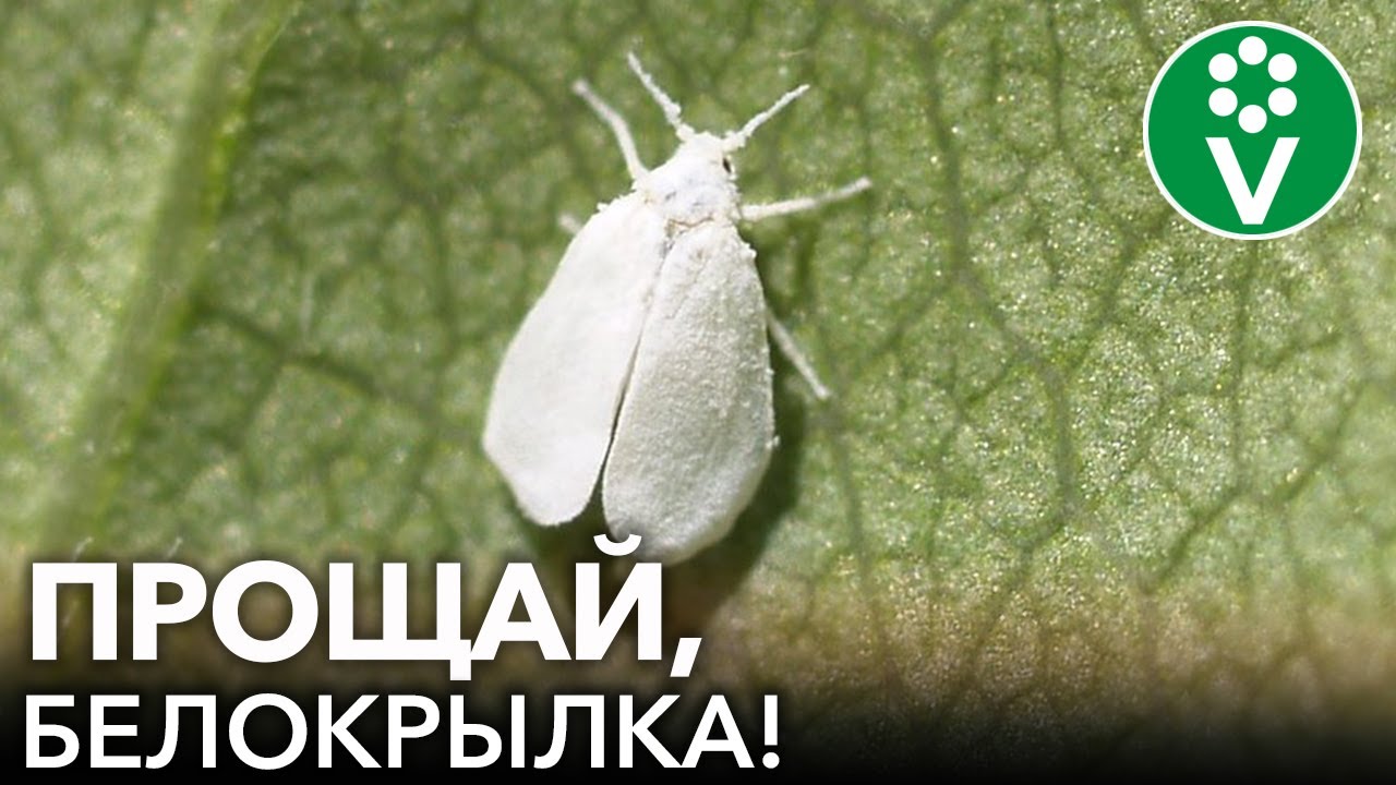 Белокрылка уже летает! Спасаем растения от белокрылки без химии!