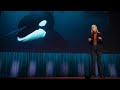Bioacoustics and AI: Exploring Non-Human Communication