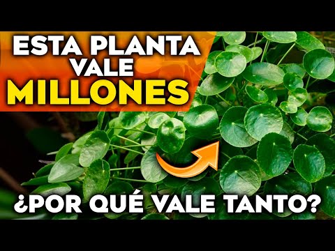 ¡Esta PLANTA te Hará RICO! Secretos y Cuidados de la PLANTA de la SUERTE | Pilea Peperomioides