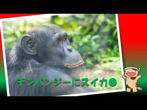 チンパンジーにスイカ与えてみた