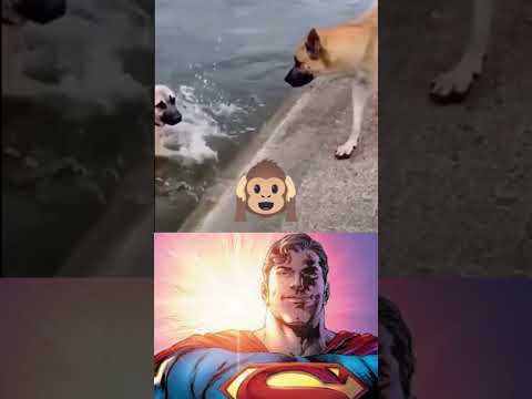 DOG STARMAN SAVE DOG #starman #starmanmeme #superman #meme #savedogs