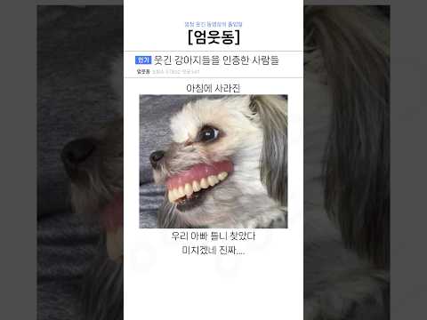 웃긴 강아지들을 인증한 사람들ㅋㅋ