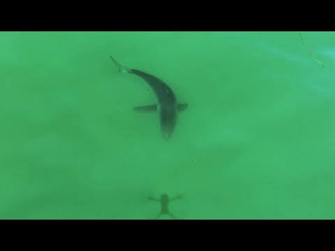 Large Great White Shark Chases Drone Shadow Like a Laser Pointer