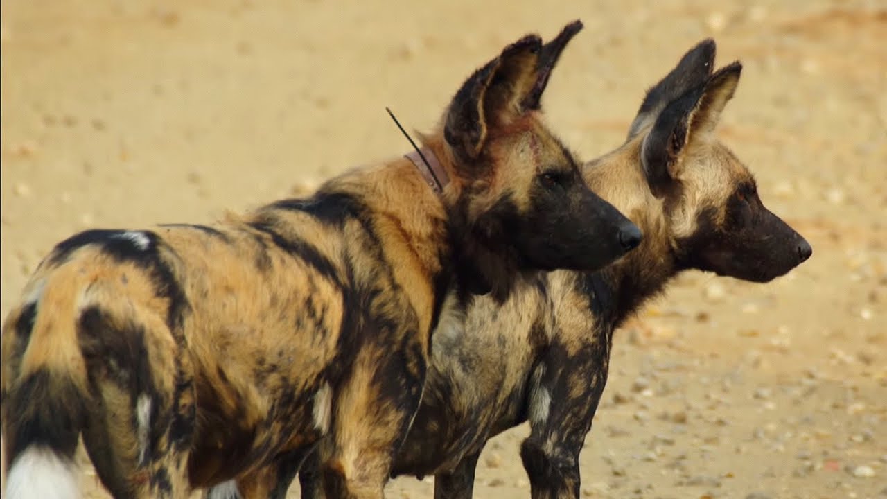 Loving Wild Dogs Hunt Together Animals In Love BBC Earth