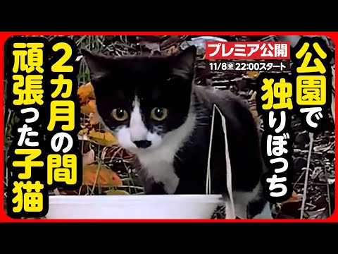 【子猫 保護】不安と恐怖...2ヶ月間過酷なお外で頑張ってきた子猫を保護しました