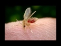Protozoan Diseases and Vectors