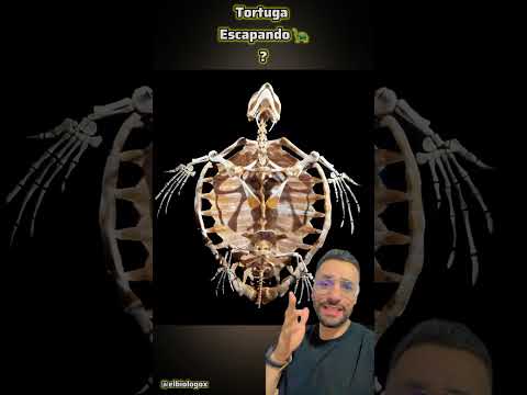 Tortuga Escapando de un Cocodrilo 🐊? 🤔posible?