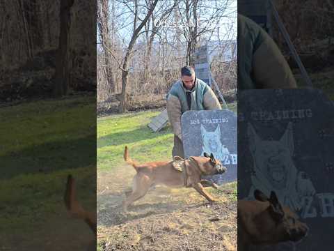 🎯STOP! Cool Malinois #STRAZHODESSA Dog Training Odessa