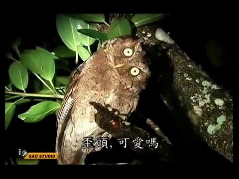 鳥類大集合 - YouTube(13分03秒)