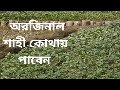 শাহী পেপেতে ১টা মাদাই কয়টা করে চারা থাকার নিয়ম,১০০% অরজিনাল সাহি কোথায় পাবেন।