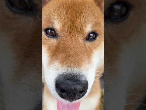 ’25.7.5 力丸のお気に入りは、ミルク味… #柴犬 #shibainu #柴犬のいる暮らし #柴犬の日常 #ペットスウェット #カメラ目線 #アップ #力丸 サムネイル