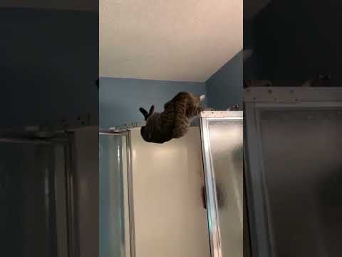 猫面白い動画short #4