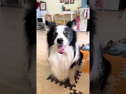 边牧是最贴心最不拆家最可爱的小狗狗了 #边牧 #我家狗狗成精了 #养狗经验分享 #狗是狗边牧是边牧