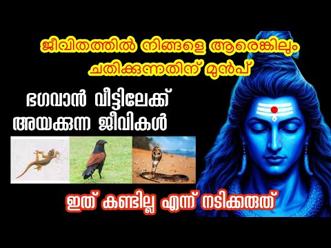 ജീവിതത്തിൽ നിങ്ങളെ ആരെങ്കിലും ചതിക്കുന്നതിന് മുൻപ്   ഭഗവാൻ വീട്ടിലേക്ക് അയക്കുന്ന ജീവികൾ