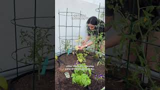 Day 37 Gardening Update: Armenian Cucumber Growing Vertically + Tomato Plant #gardening