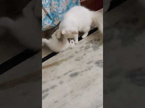 Cat new videos 🤗#cutecat #catvideos #funnycat #shortsfeed #youtubeshorts #short #trending #catshort