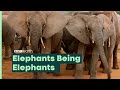 Elephant Behavior and Intelligence