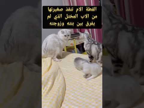 (فيديو كوميدي غريب) القطة تنقذ صغيرتها من الاب وما كان يريد فعله مع ابنته ههههههههههه