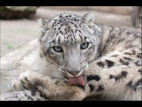 Saving the Snow Leopard - A Community Effort