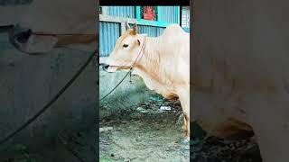 Cows, Nature, and Village Life 🌿🍀🐄💧...#animals #naturallife #cuteanimals #farmlife #yayla