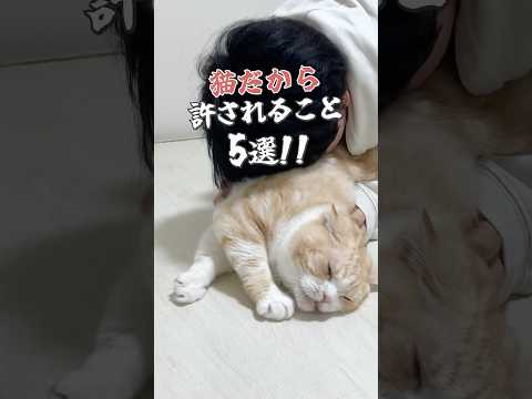 猫だから許されること5選 #猫 #猫好きさんと繋がりたい #子猫 #cat #ねこ #猫のいる生活 #猫動画