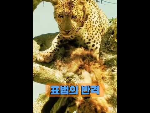 하이에나는 더 이상 표범을 괴롭히지 않습니다. #animals #동물