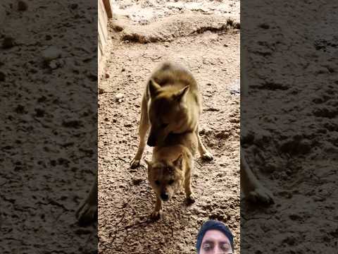 #dog#doglife #shorts Dog#animals #funny #pets #dog #doglife