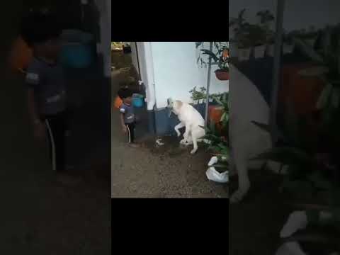 A friend in need is a friend indeed!! #viral #trending #animals