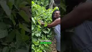 Serious (WildCrafted)  Iron-Rich Plant for Health 💪 #FattenBarrow